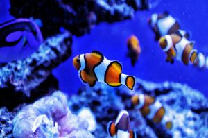 Come gestire un acquario con Android: le app indispensabili per la tua vasca Come gestire un acquario con Android