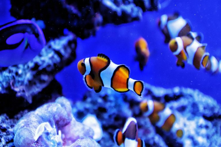 Come gestire un acquario con Android: le app indispensabili per la tua vasca Come gestire un acquario con Android
