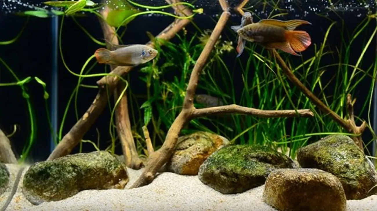 Come gestire un acquario con Android II Come gestire un acquario con Android II