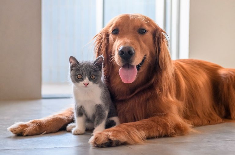Migliori App per allevare cane e gatto: Guida completa 2026 Migliori App per allevare cane e gatto